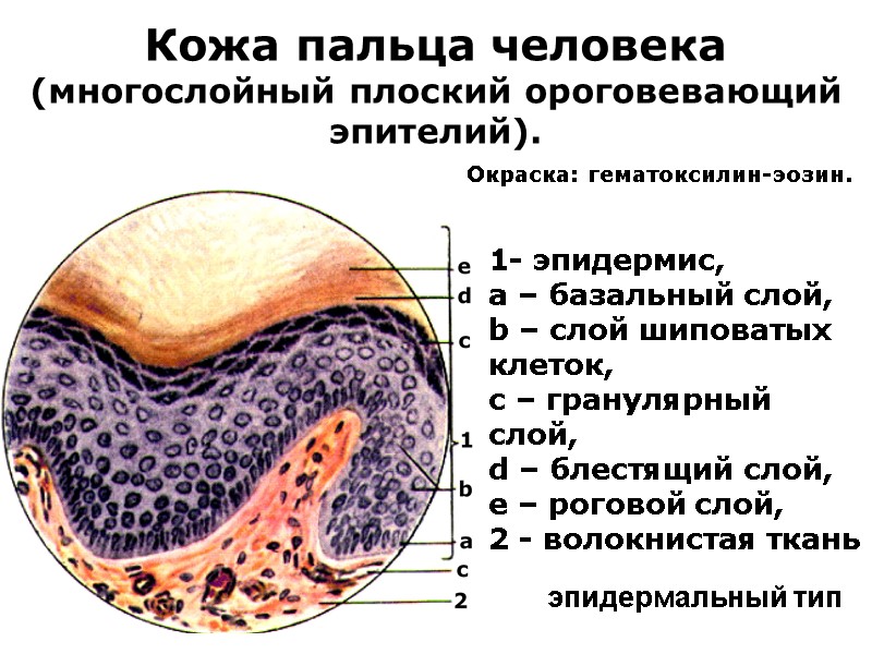Кожа пальца человека (многослойный плоский ороговевающий эпителий). 1- эпидермис,  a – базальный слой,